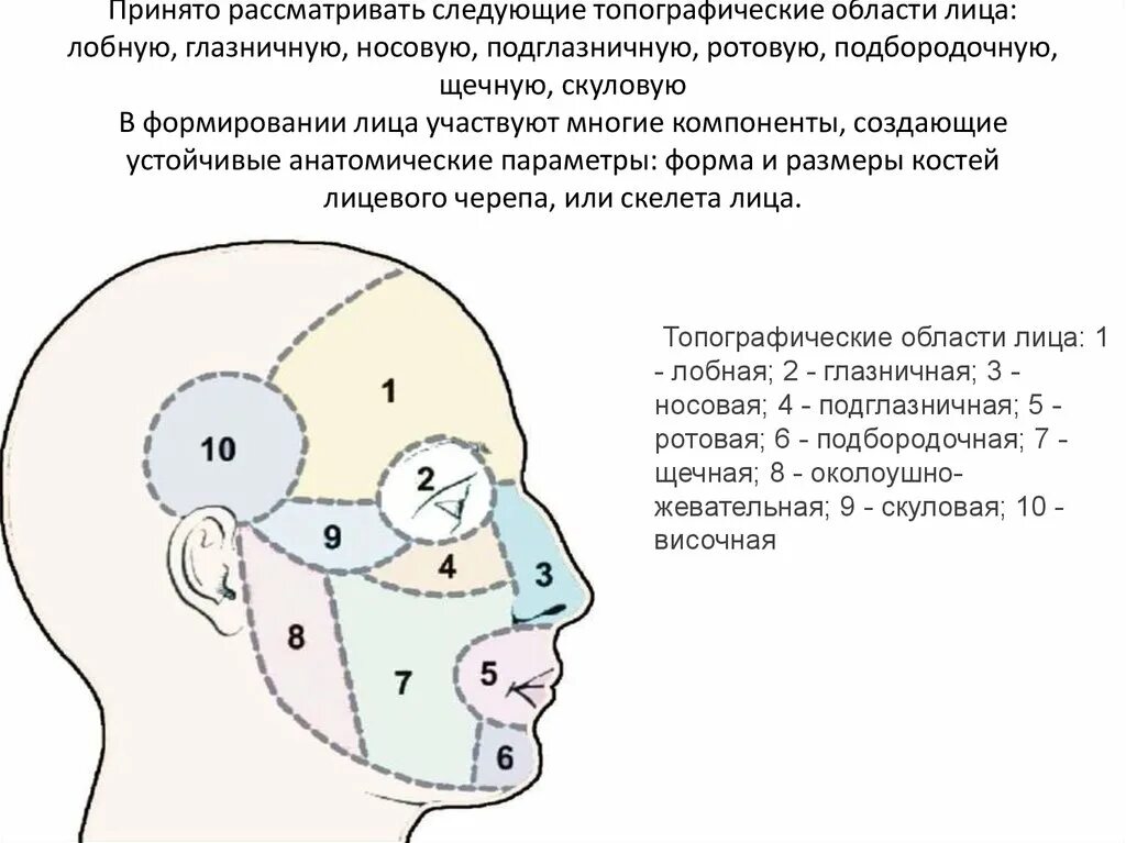 Топография лицевого отдела головы анатомия. Топография щечной области лицевого отдела головы. Боковая область лица топографическая анатомия. Боковая область лица границы. Отдел затылок