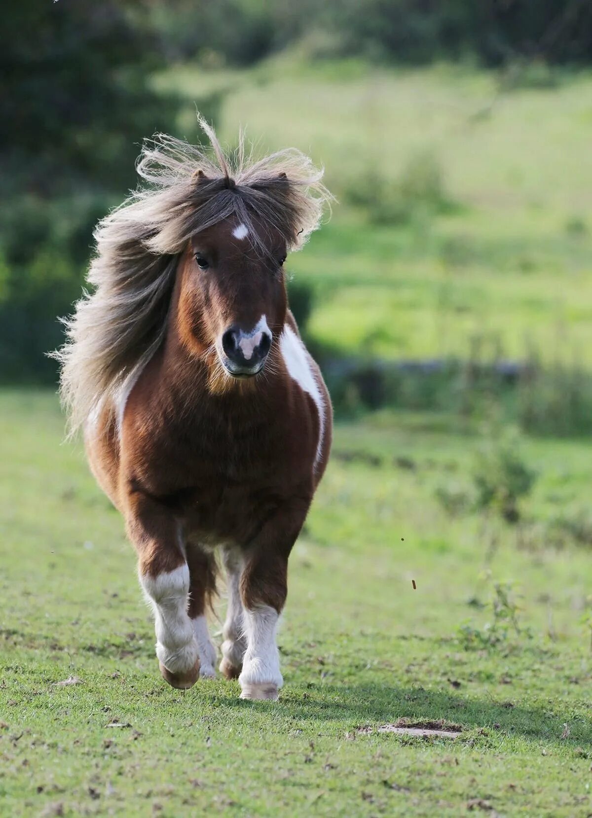 Mini pony. Лошадь породы шетлендский пони. Мини Шетти порода лошадей. Шетлендский пони с жеребенком. Лошади породы Фалабелла.