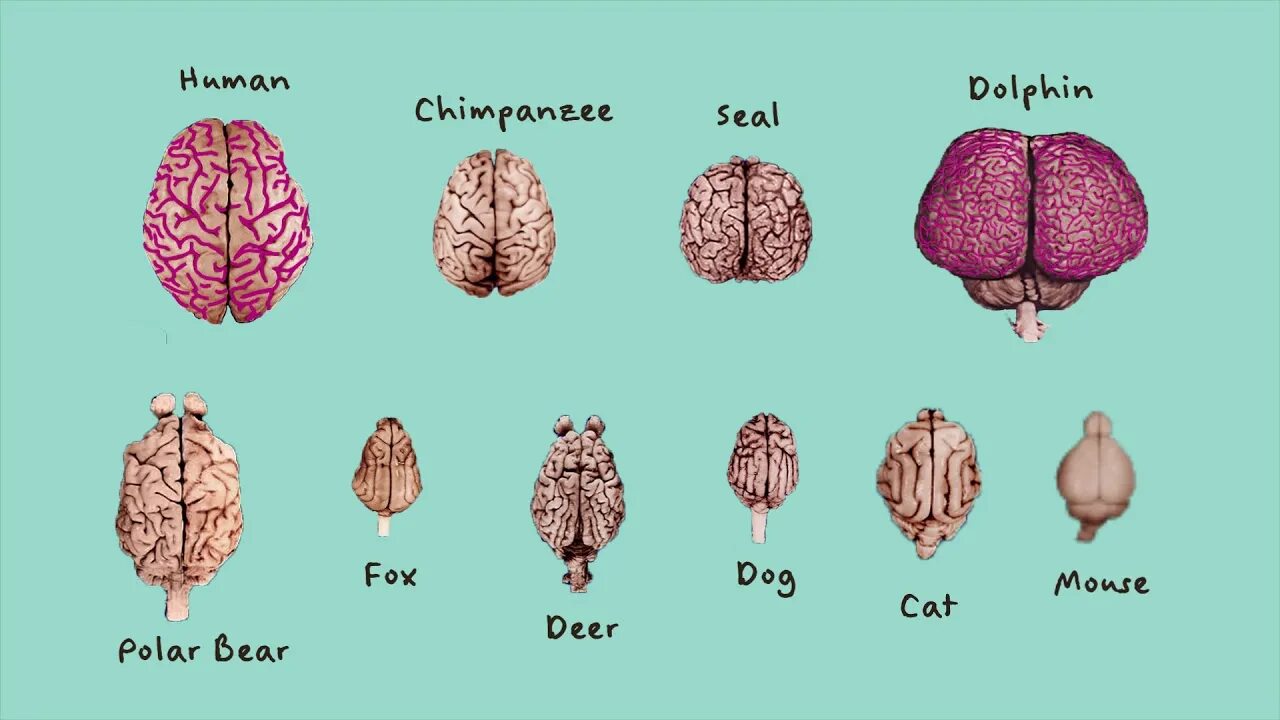 Brain and some. Размер мозга. Размер мозга человека.