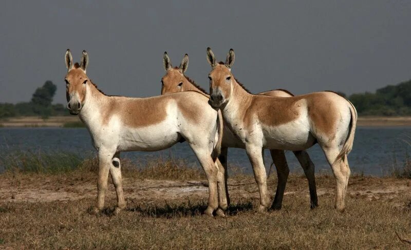 Дикий осел Кулан. Кулан (Equus hemionus). Туркменский Кулан. Монгольский Кулан. Дикий осел средней центральной азии