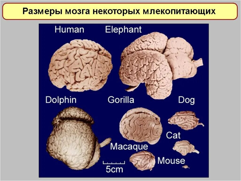 Филогенез мозга. Филогенез головного мозга. Филогенез мозга человека. Размер мозга. Филогенез конечного мозга.