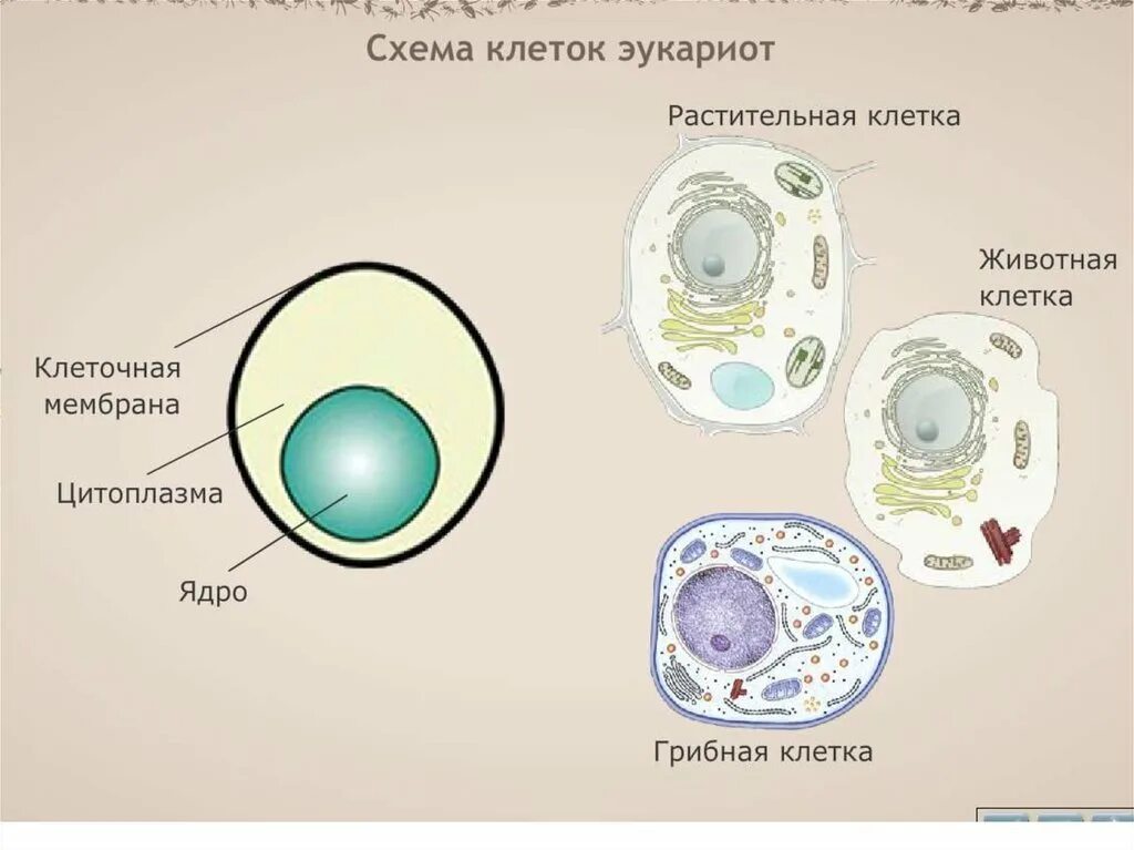 Строение ядра грибной клетки. Клетка гриба схема. Ядро клетки гриба. Многоядерная клетка гриба. Ядро клетки схема