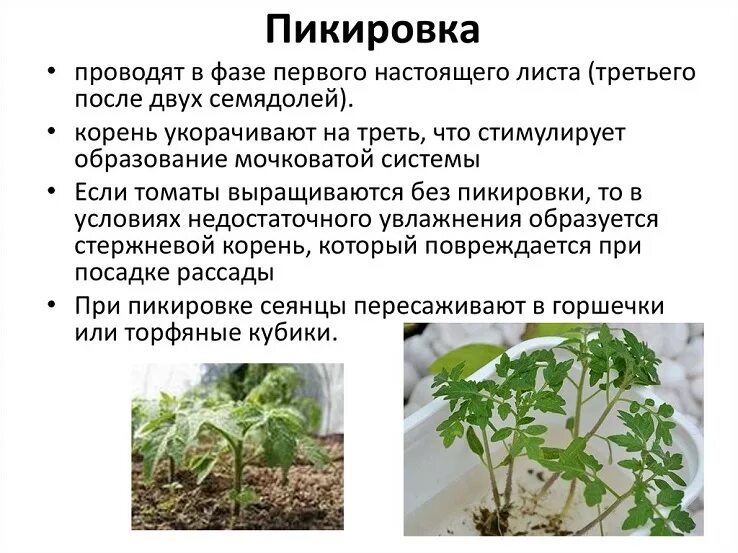 Пикирование томатов что это. Пикирование рассады помидор. что такое пикировка рассады помидоров. пикирование сеянцев томата. семядольные листочки у томатов.