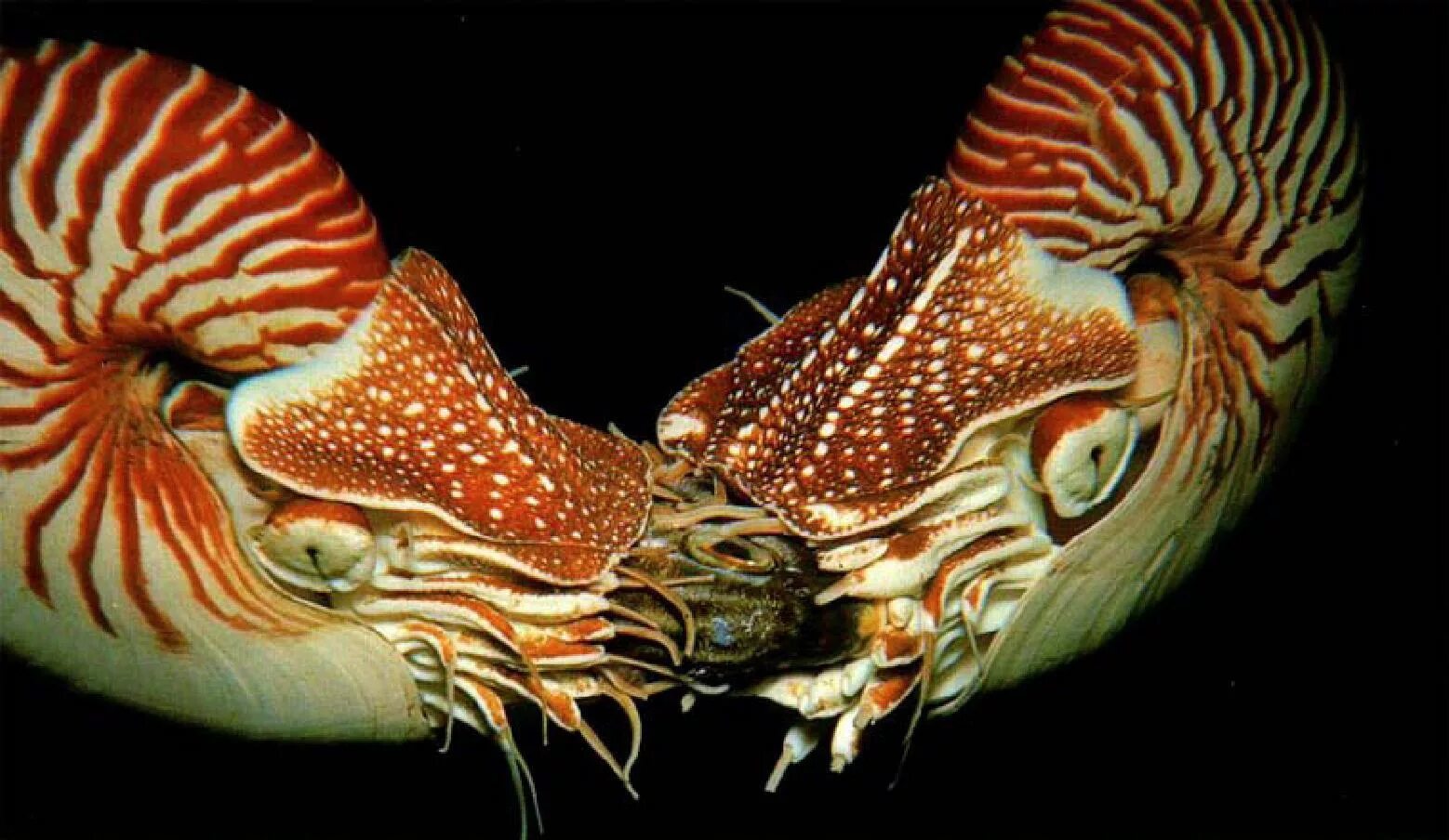 Раковина головоногих. Наутилус Помпилиус моллюск. Головоногие моллюски Наутилус. Наутилус Помпилиус моллюск раковина. Наутилус класс головоногие.