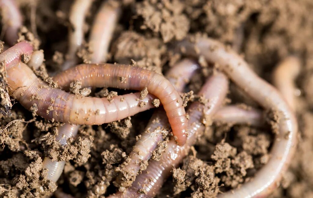 My worms. My worms