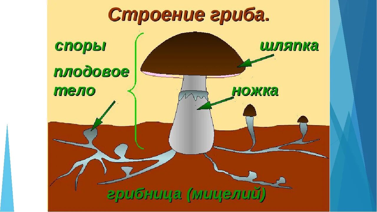 Главная часть любого гриба. Строение шляпочного гриба 5 класс. Строение гриба 5 класс биология рисунок. Строение гриба 5 класс биология. Схема строения шляпочного гриба.