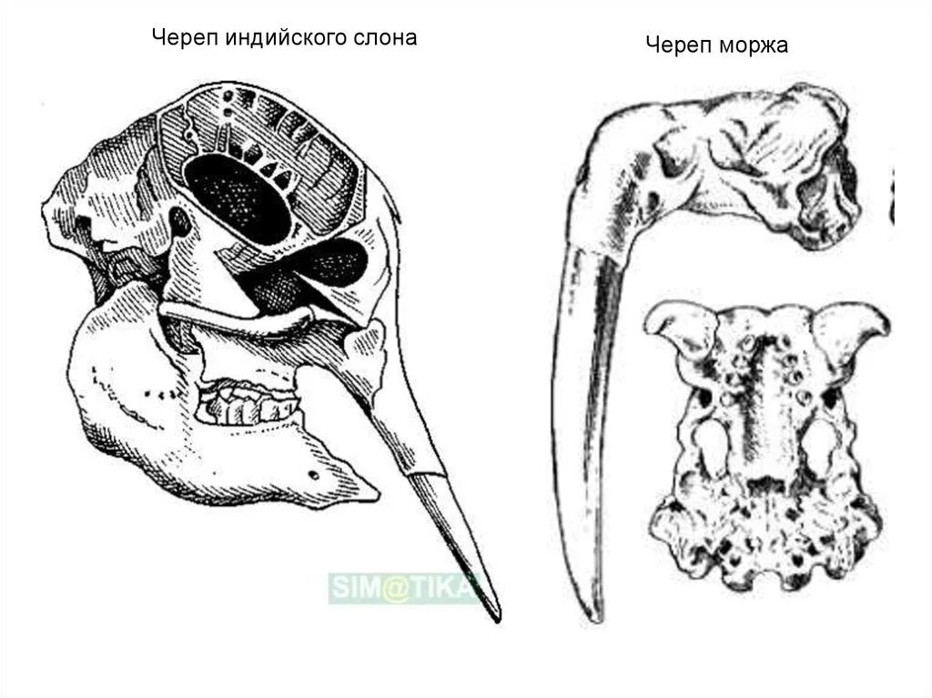 Слоновый череп. Черепа позвоночных.
