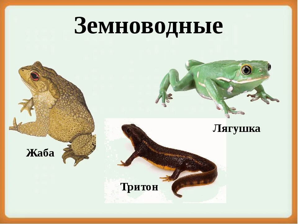 5 видов земноводных животных