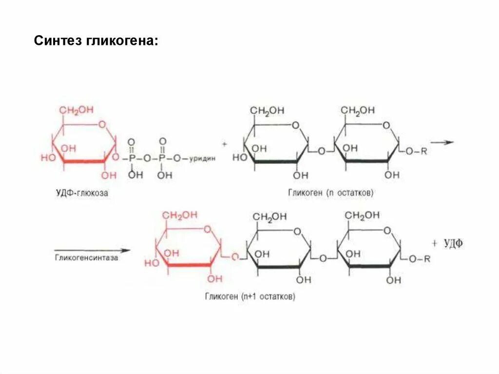 Глюкоза гликоген реакция. УДФ Глюкоза в гликоген. Синтез гликогена из УТФ Глюкозы. Гликогенолиз биохимия схема. Синтез гликогена из Глюкозы реакция.