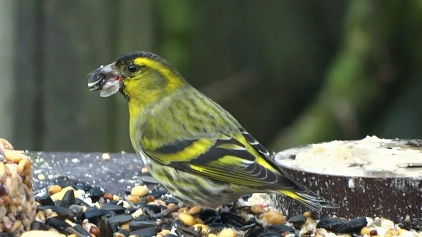 Чиж птица самец. Spinus spinus чиж. Какой статус имеет чиж в заповеднике. Какой статус имеет чиж в заповеднике. Spinus spinus и зеленушка.