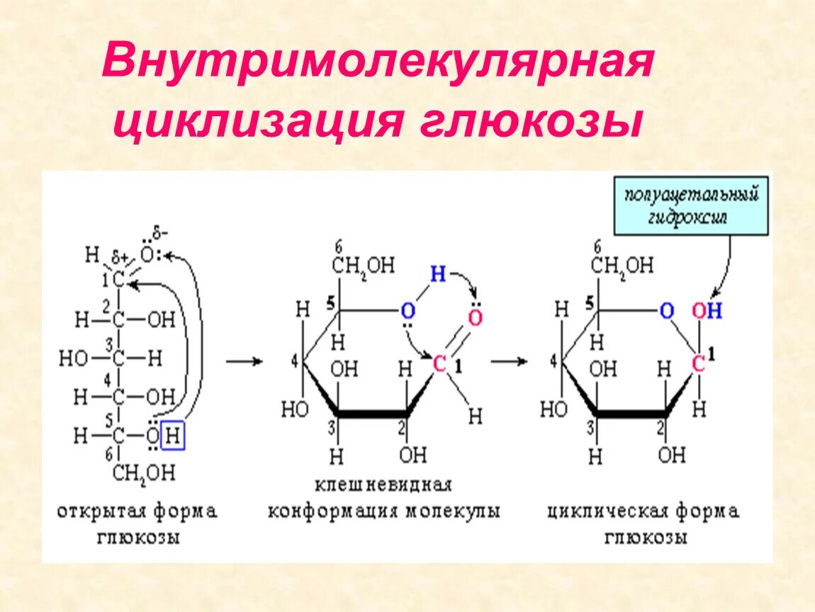 Форма молекул глюкозы. Глюкоза внутримолекулярная циклизация. Как происходит циклизация углеводов. Циклизация фруктозы механизм. Механизм циклизации Глюкозы.