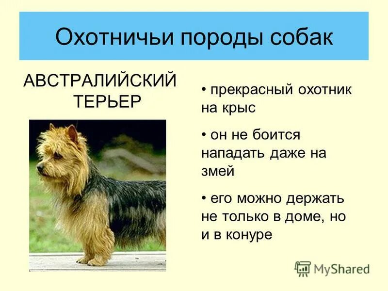 экономическая порода собак. породы собак презентация. породы собак презентация. сенбернар собака спасатель. презентация на тему породы собак.