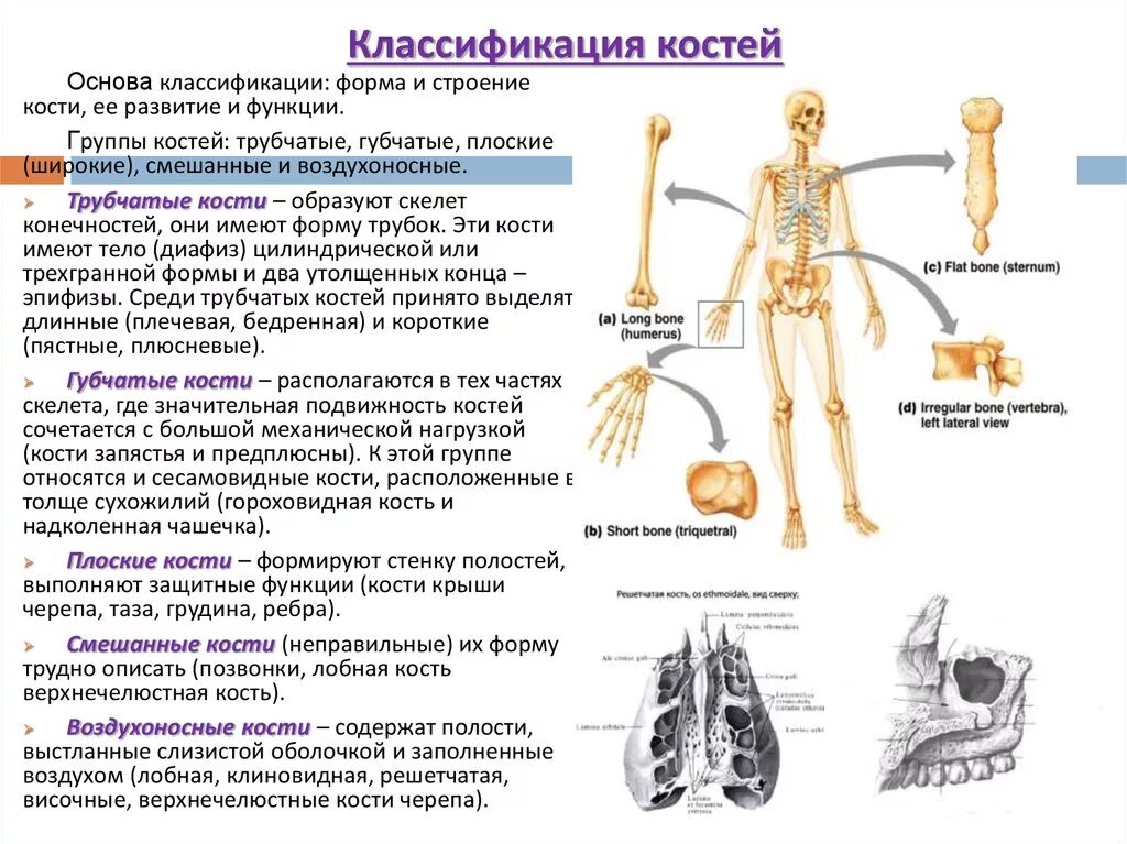 Кости трубчатые губчатые плоские смешанные. Губчатые кости трубчатые кости человека. Развитие костей. Классификация костей. Развитие костей туловища.. Классификация костей по развитию анатомия человека.