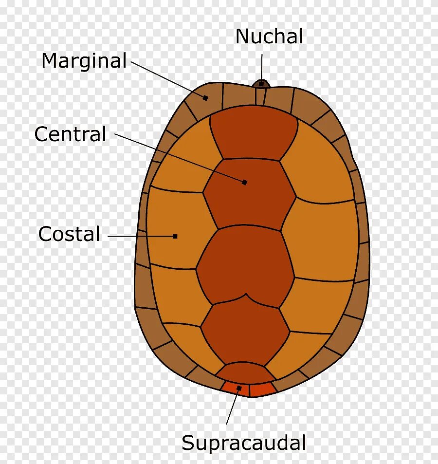 Толщина панциря черепахи. Карапакс черепахи строение. Строение панциря черепахи. Строение панциря черепахи сухопутной. Карапакс у черепахи что это.