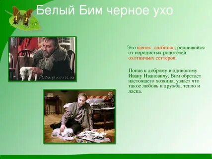 Куда делся жук из бима