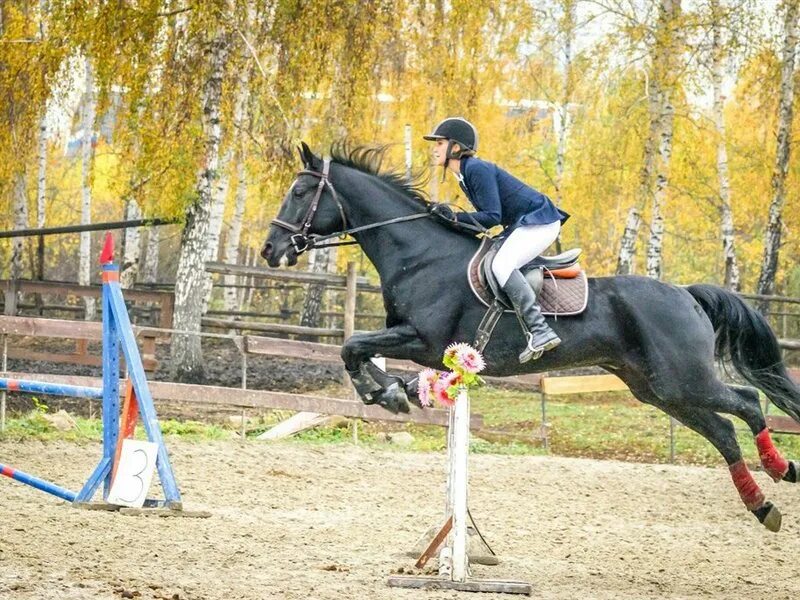 Троеборье конный спорт. Костюмированный конкур. Кск боливар екатеринбург. Конная школа. Конная школа ярославль.