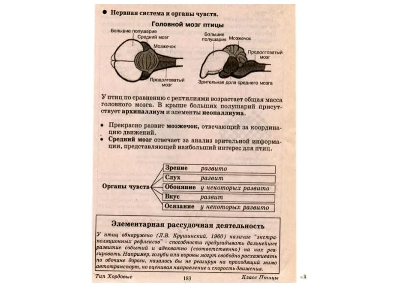 Развитые органы чувств у птиц. Строение органов чувств у птиц. Класс птицы органы чувств. Особенности органов чувств у птиц. Органы чувств птиц таблица.