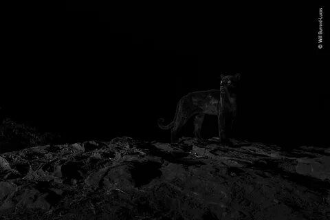 Wildlife photographer of the year 2024