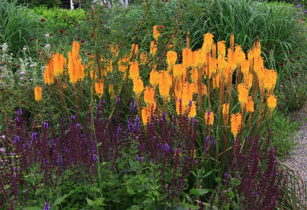 Kniphofia 'Timothy' (Red Hot Poker) Jardin massif, Amenagement jardin en pente, 