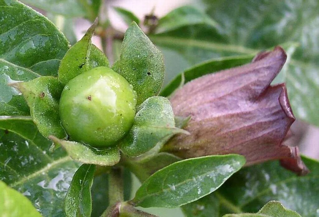 Красавка белладонна atropa belladonna. Атропа белладонна. Белладонна 8 букв сканворд. Белладонна 8 букв сканворд. Красавка белладонна atropa belladonna.