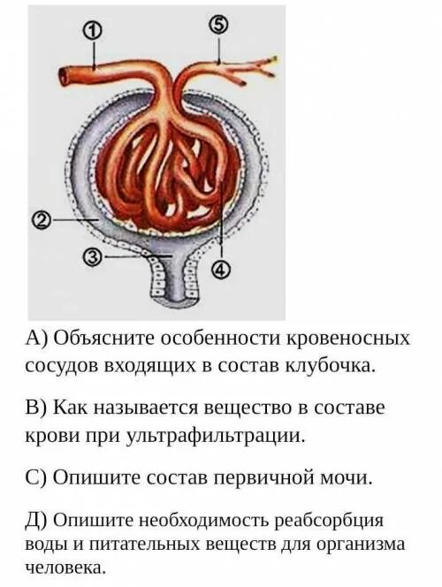 Ультрафильтрация почек. Фильтрация крови. Фильтрация в сосудах. Фильтрация крови в сосудах. Первичный этап фильтрации крови