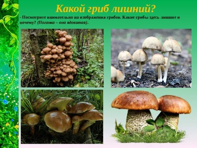 Грибы растения животные что лишнее. Какой гриб лишний. Что лишнее грибы вирусы растения. Грибы животные вирусы что лишнее.
