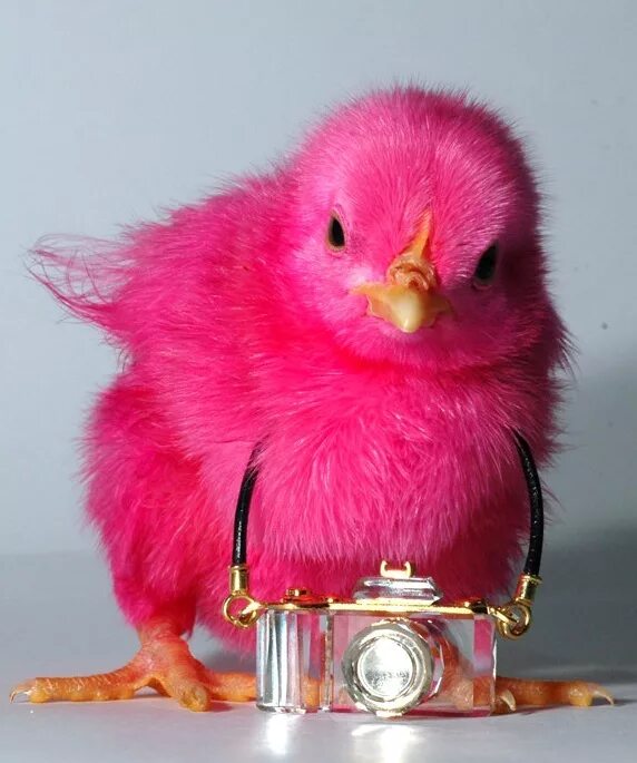 Розовый цыпленок. Розовый птенец. Красный цыпленок. Розовая курица.