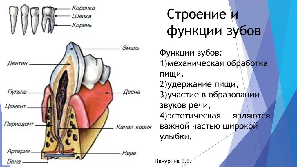 Функции зуба биология 8 класс. Строение зуба и функции биология. Строение зуба биология 8 класс. Строение зубов биология 8 класс. Какую функцию выполняет зуб человека