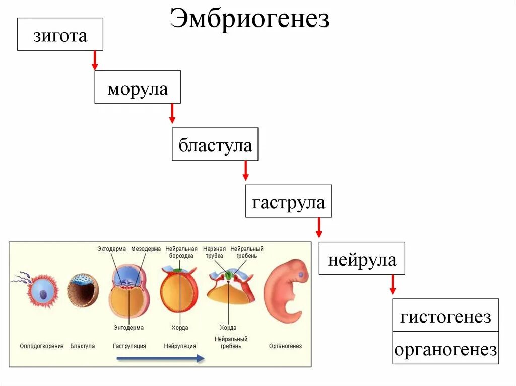 Стадии эмбрионального развития бластула гаструла. Эмбриональное развитие зигота бластула гаструла нейрула. Эмбриональный период развития зигота , бластула , гаструла. Эмбриональный этап онтогенеза бластула гаструла нейрула.