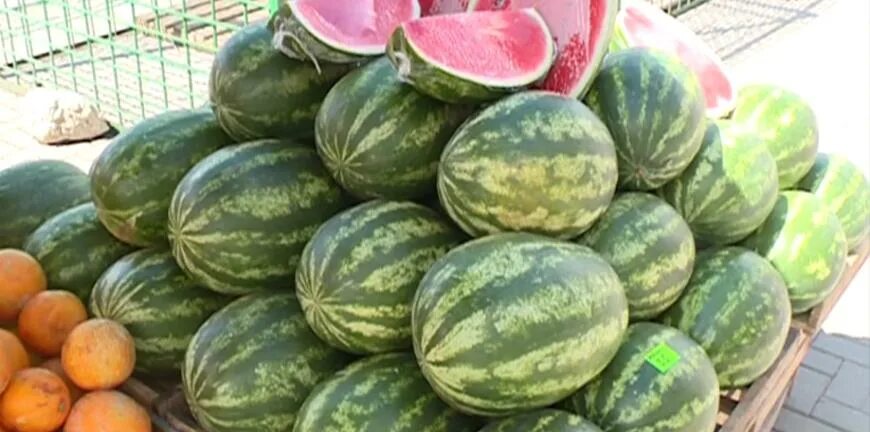 бахча арбузная. поле с арбузами. арбуз и дыня. арбуз сорт астраханский. арбузы краснодарского края.