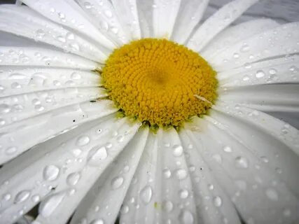 White Daisy Theme - Popular Windows Themes.