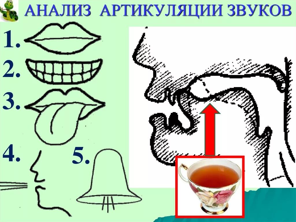 Артикуляция ж. Схема артикуляции звука ж для детей. Схема звука ш. Анализ артикуляции звуков. Артикуляция звука с.