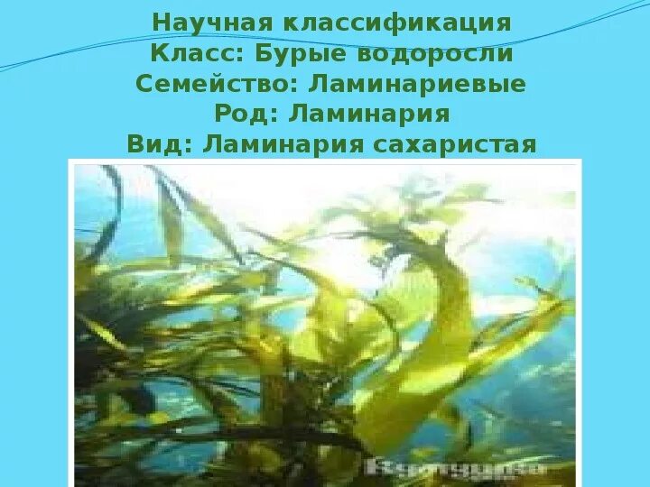 Ламинария относится к группе. Систематика водорослей ламинария. Систематика морской капусты. Ламинария классификация. Семейство бурых водорослей.