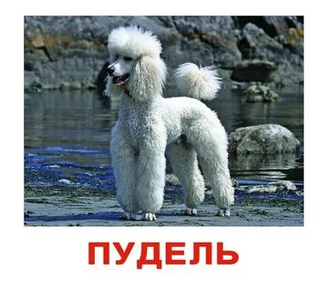 Язык пуделя