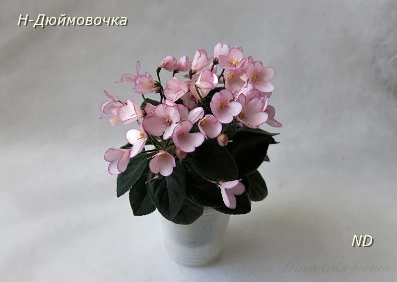 фиалка дюймовочка. фиалка дюймовочка полумини. н-дюймовочка фиалка. фиалка дюймовочка. бердникова).