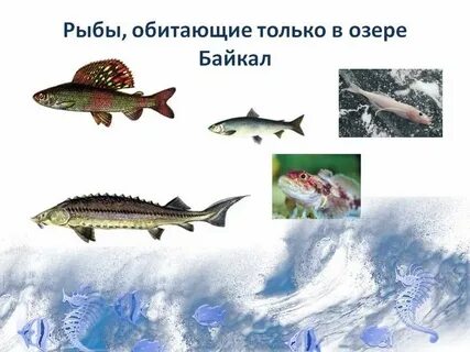Какая рыба водится в озере байкал