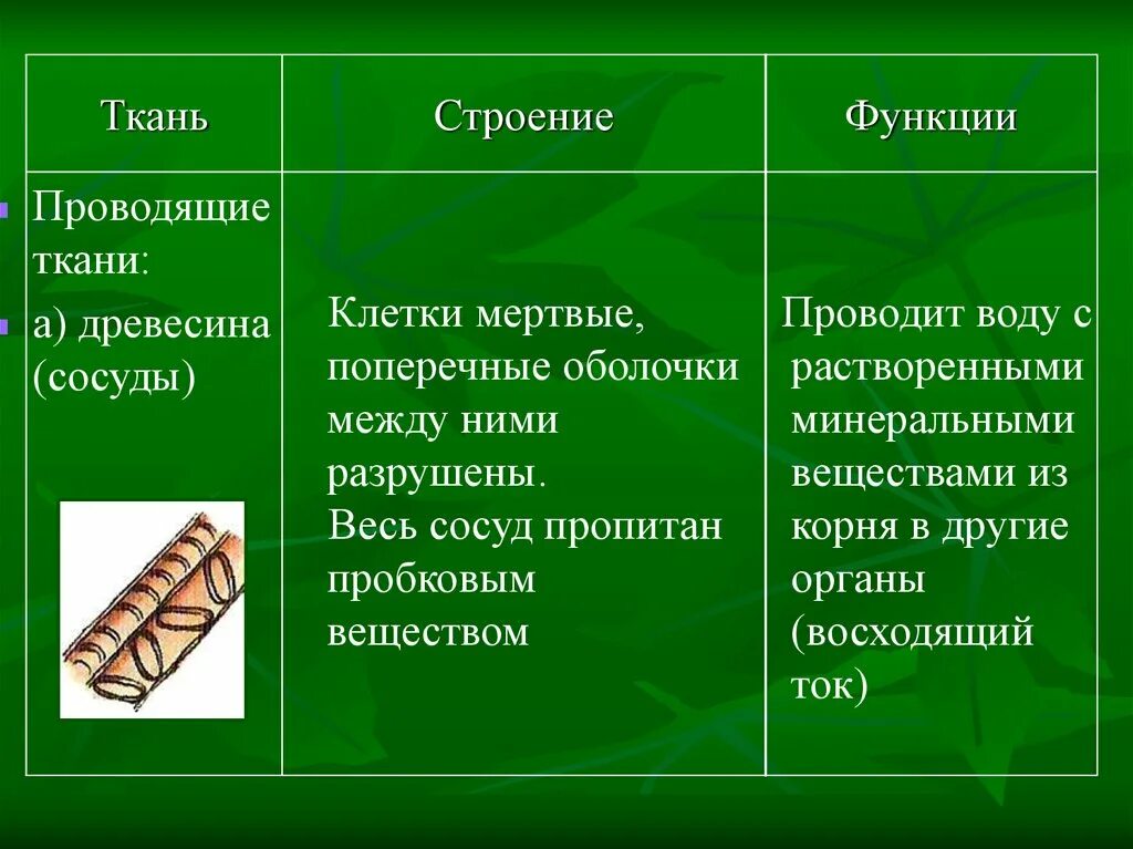 Проводящая ткань растений функции и особенности строения