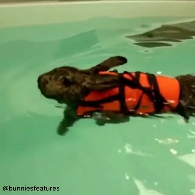 кролики умеют плавать. зайчик в бассейне. заяц плывет. заяц плавает. кролик плавает.