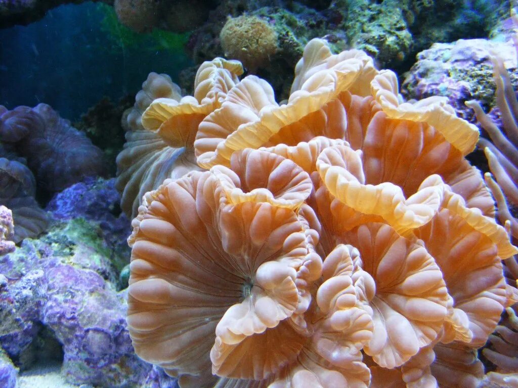 Great barrier reef corals. Мадрепоровые кораллы. Грибовидные кораллы в большом барьерном рифе. Коралловые полипы рифы. Фунгия коралл.