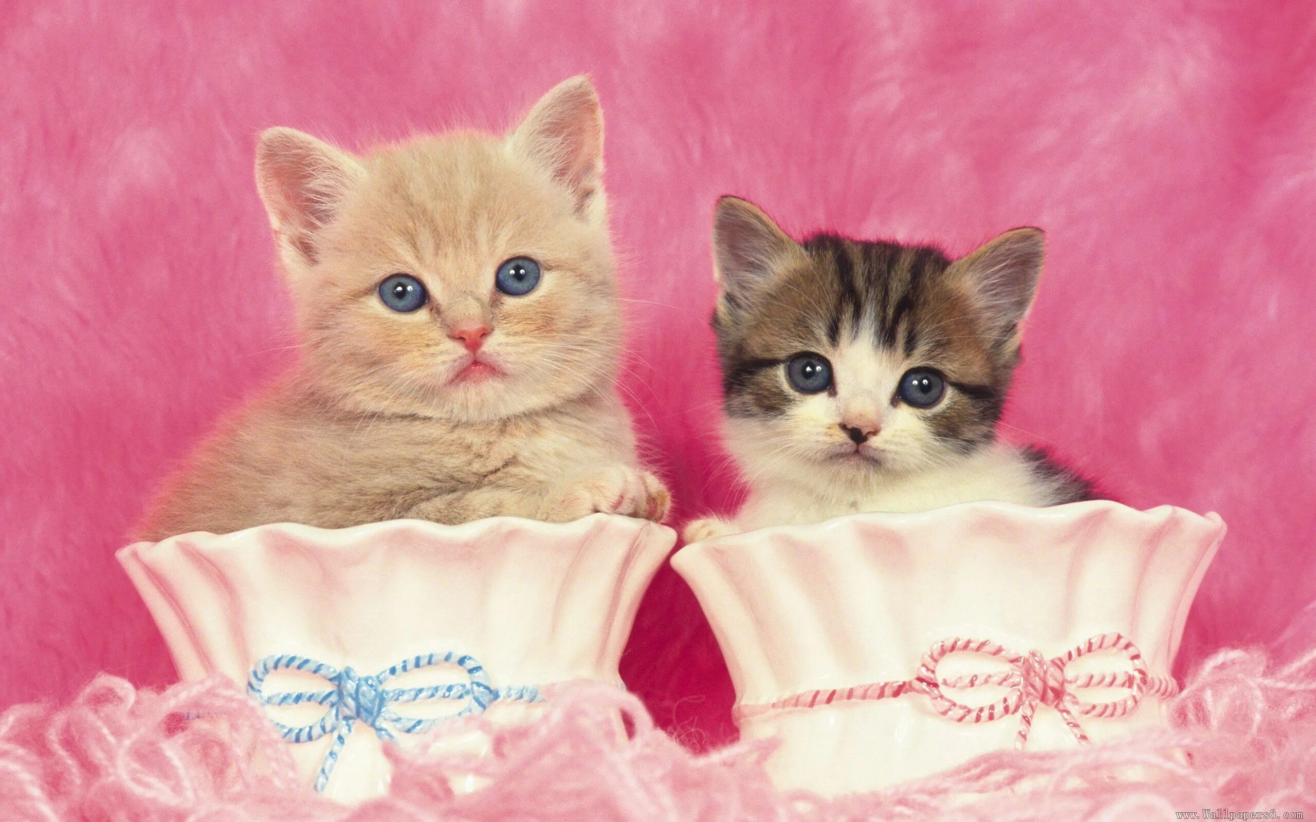 Милые кошечки. Розовый котенок. Котик на розовом фоне. Два котенка.
