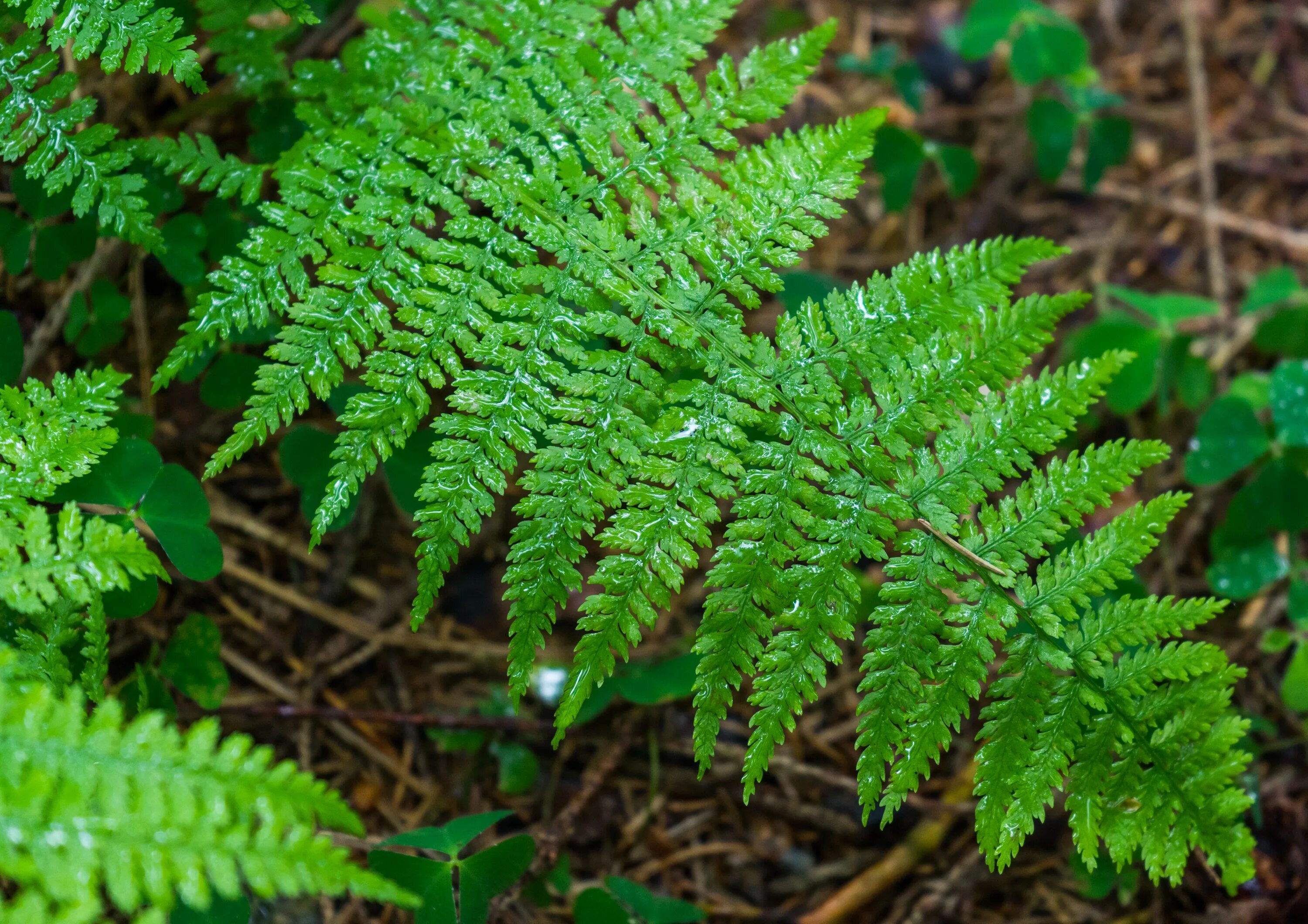 Fern 18. Папоротник орляк. Папоротник Neolepisorus truncatus. Папоротник Лазар. Папоротник дуболистный.