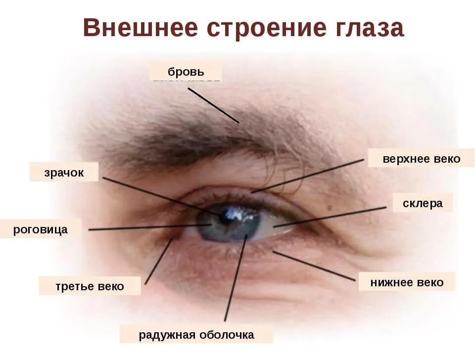 Сколько у глаза век
