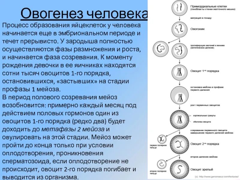 Процесс образования гаплоидных клеток. Овогенез интерфаза. зона созревания овогенеза кратко. процесс образования женских половых клеток овогенез сперматогенез. фазы образования яйцеклетки.