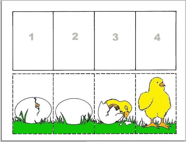 Цыпленок задание дошкольники. Задания для детей с цыпленком. Домашние птицы задания для детей. Домашние птицы задания для дошкольников. Последовательность в средней группе