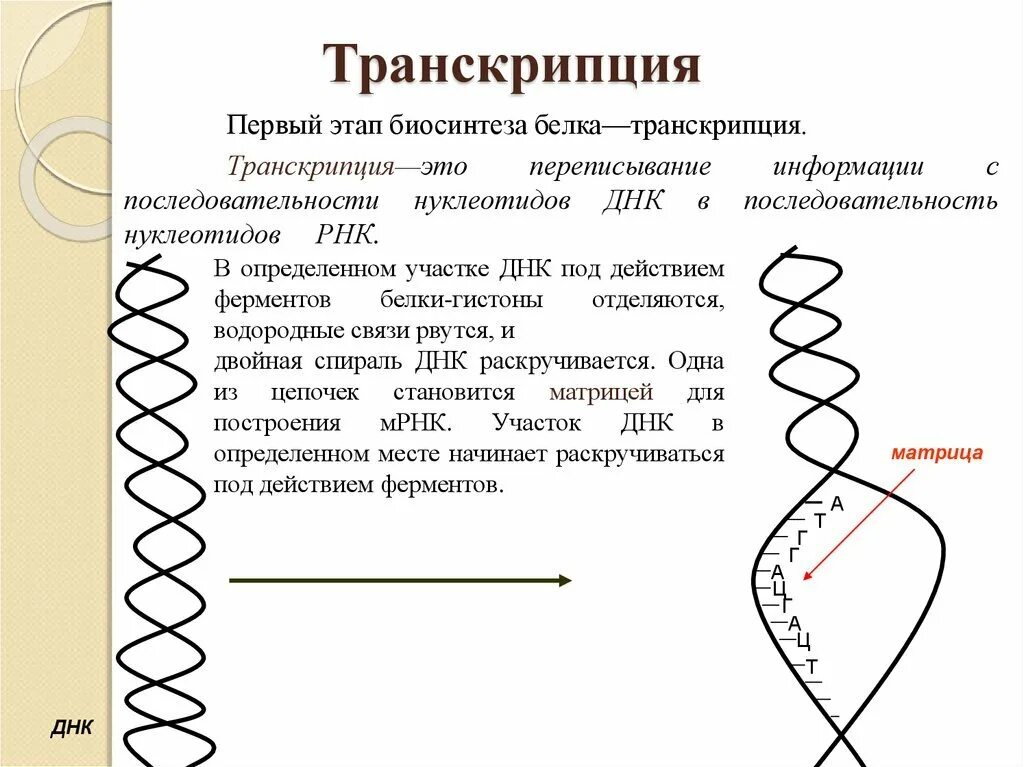 Транскрипция в генетике это. Схема процесса транскрипции. Процесс транскрипции в биологии. Схема транскрипции синтеза белка. Этапы транскрипции биосинтеза белка.