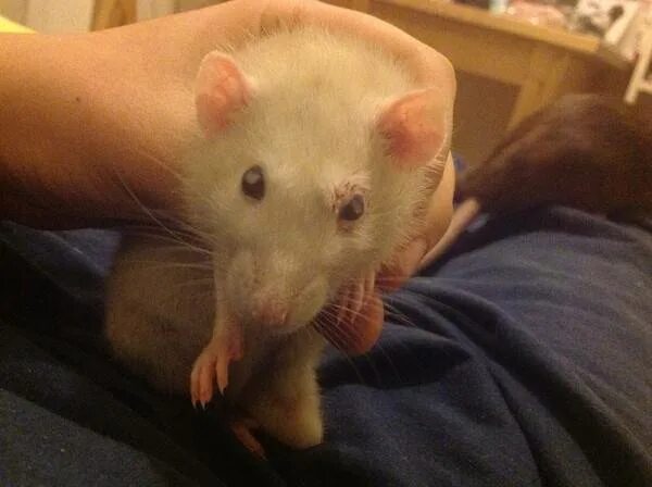 Крыса чихает что делать. Крыса чихает что делать. Крыса чихает что делать. Крысы в германии 2020. Крыса чихает что делать.