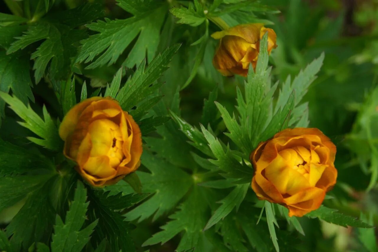 Купальница лютичная. Купальница китайская. Trollius acaulis. Купальница азиатская Trollius asiaticus.