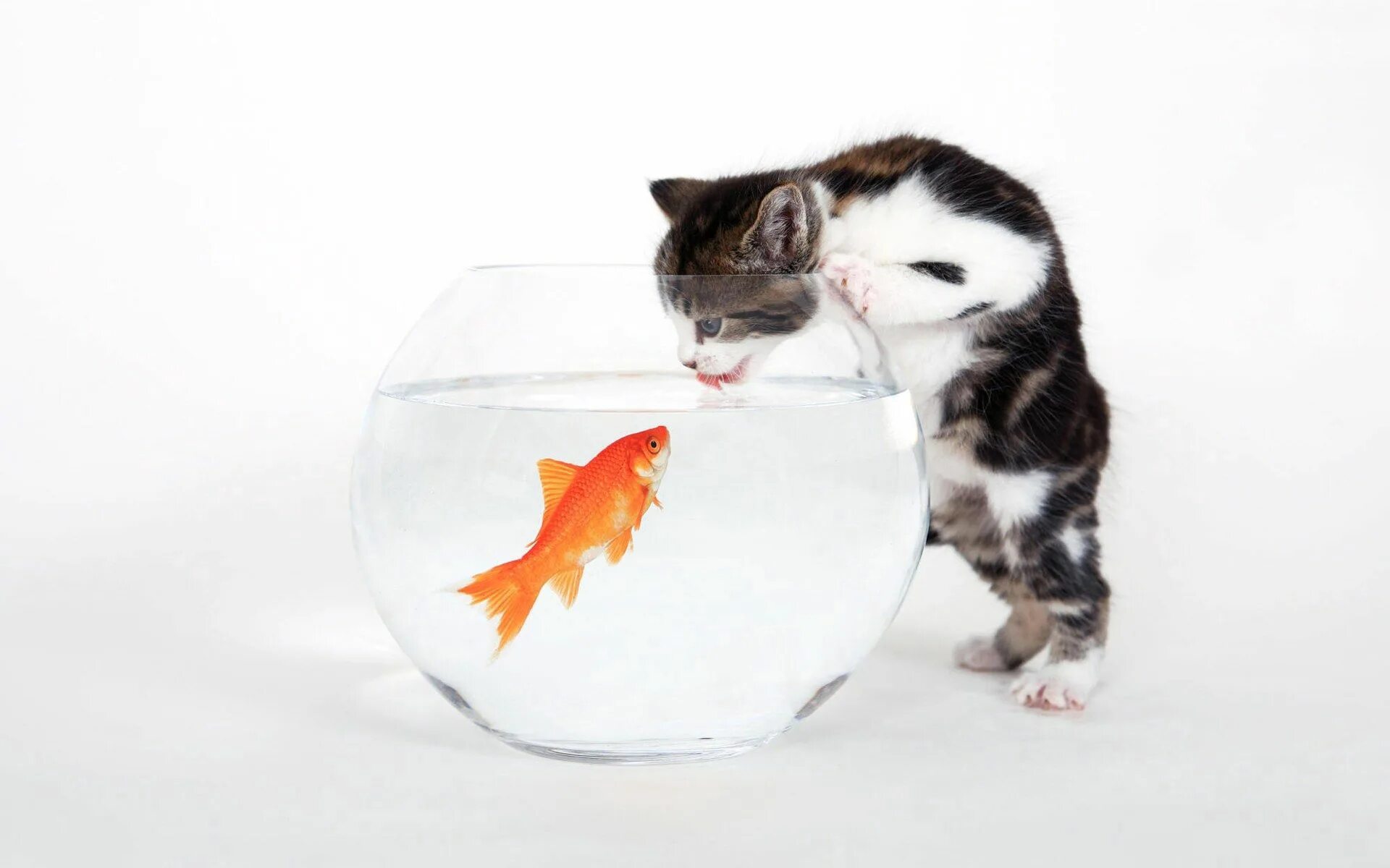 Pets fish. Рыбка для кошки. Аквариум с кошкой. Котенок и аквариум. Кот и рыбка в аквариуме.