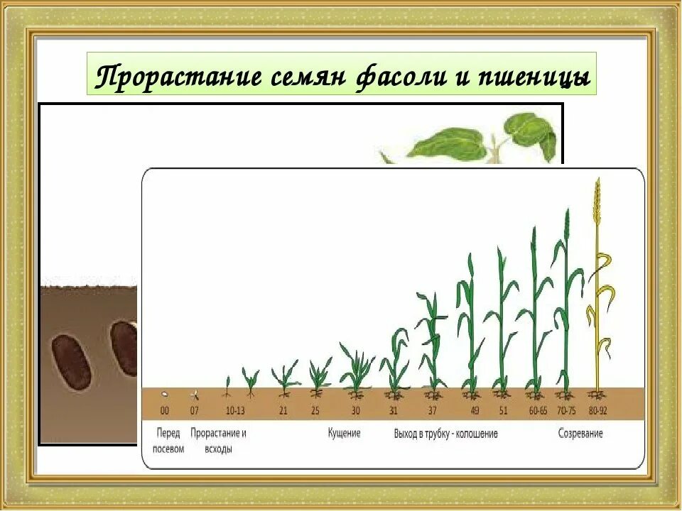 Схема прорастания семян фасоли. Фазы прорастания зерновки пшеницы. Схема прорастания семян 6 класс. Этапы прорастания пшеницы. Эволюция гороха