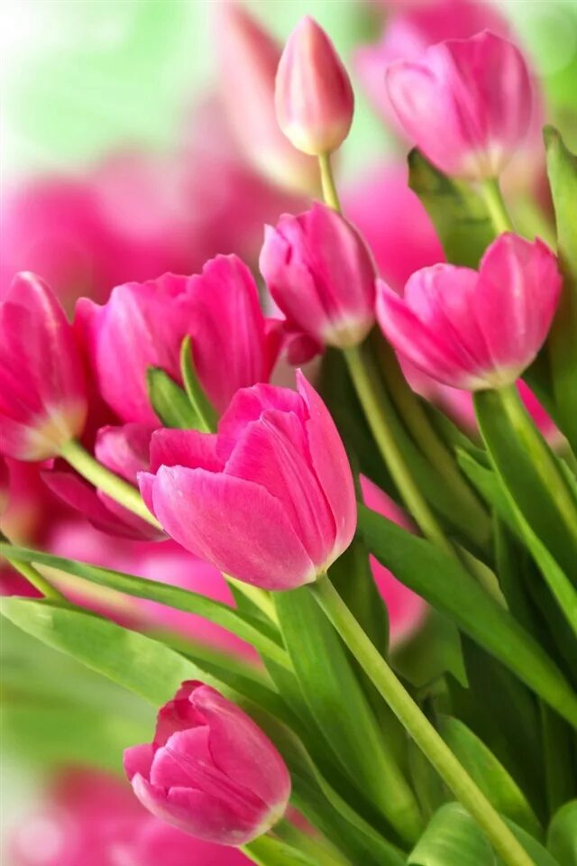 красивые разноцветные тюльпаны. тюльпаны вертикально. тюльпаны вертикальное фото. обои на телефон тюльпаны вертикальные. тюльпаны вертикально.